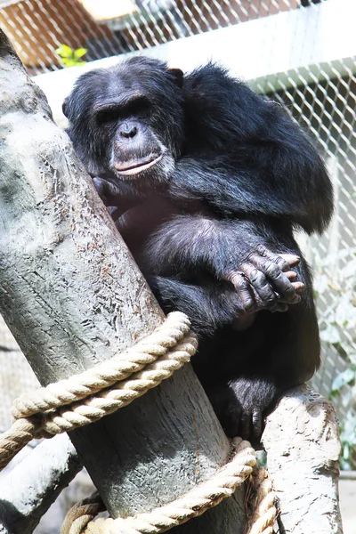 Resting chimpanzee portrait — Stock Photo, Image
