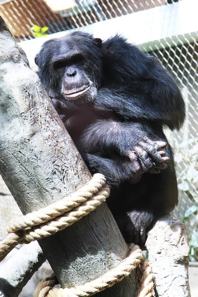 Retrato de chimpanzé em repouso — Fotografia de Stock