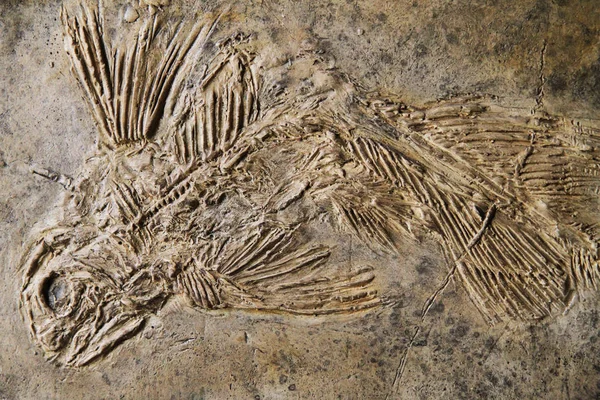 Γεωγραφικά απολιθώματα ψαριών — Φωτογραφία Αρχείου