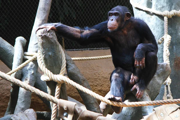 Retrato de chimpanzé em repouso — Fotografia de Stock