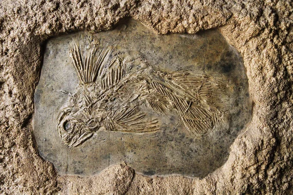 拉天鱼化石 — 图库照片