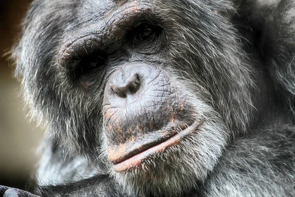 Hoofd van chimpansee — Stockfoto