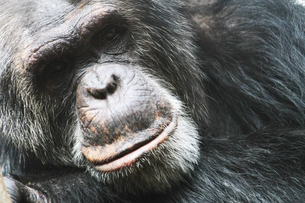 Šéf šimpanz — Stock fotografie