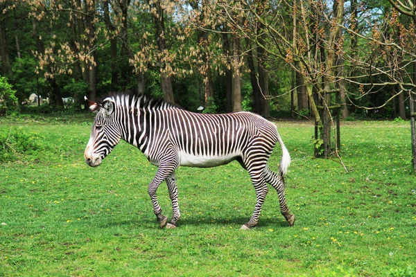 Zebra animal está descansando — Fotografia de Stock