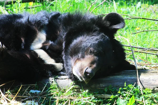 Asiatiska black bear (Ursus thibetanus) — Stockfoto