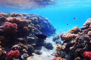 Mısır'daki mercan resifi