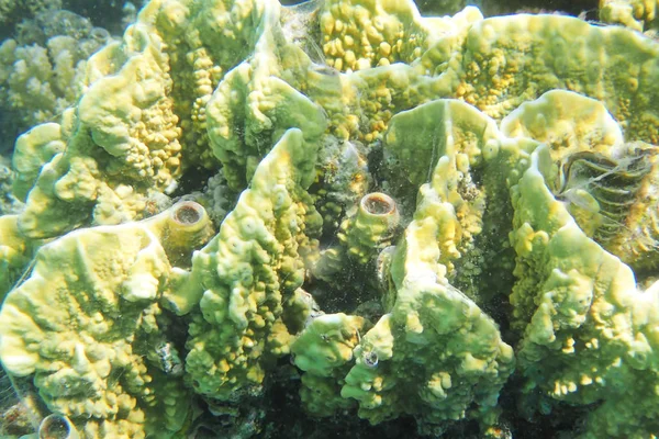 Rafa koralowa w Egipcie — Zdjęcie stockowe