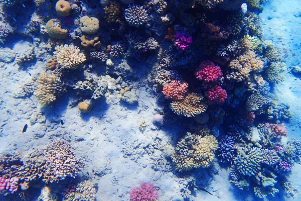 Récif corallien en Egypte — Photo
