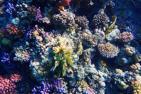 Coral reef in egypt — Stock Photo, Image