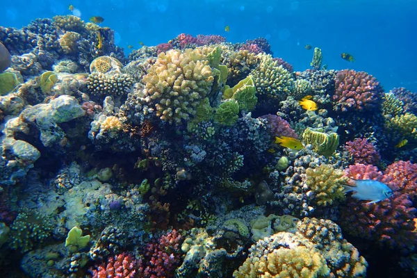 Coral reef in Egypte — Stockfoto