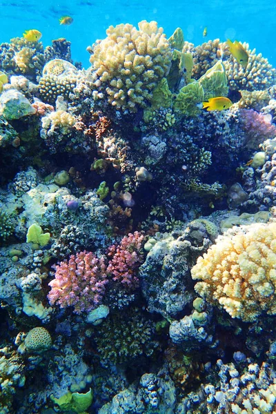 Mısır'daki mercan resifi