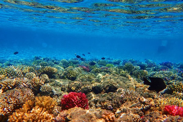 Mısır'daki mercan resifi — Stok fotoğraf