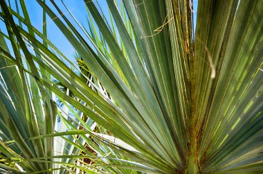 Palmiye ağacı dokusu