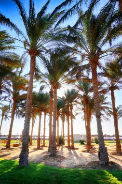 Yeşil otel bahçesinde Mısır