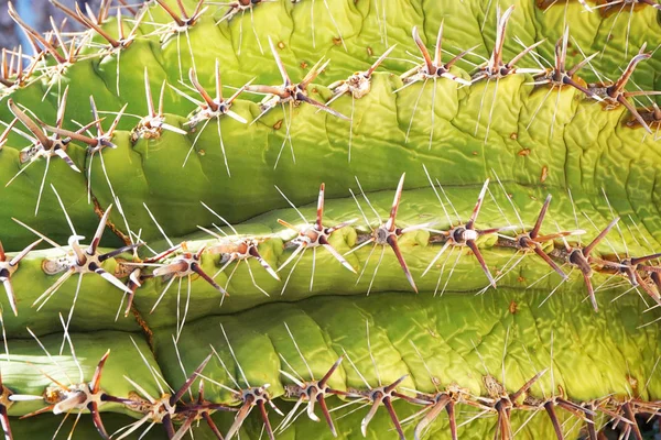 Texture de cactus vert — Photo