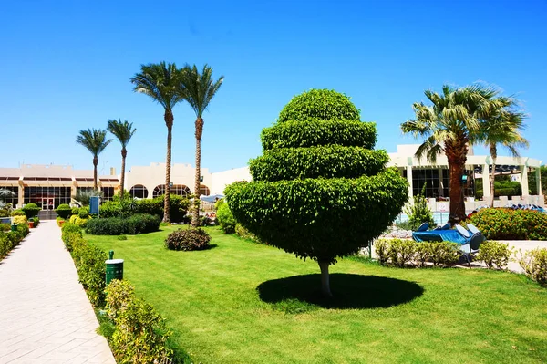 green hotel garden in Egypt