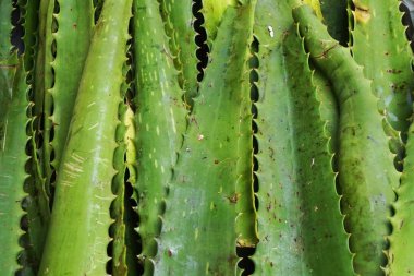 aloe vera bitki dokusu