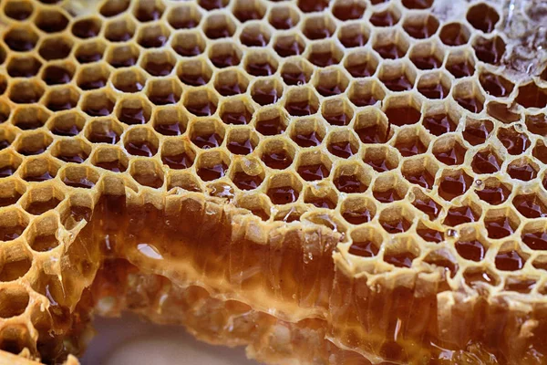 蜂窝中的蜂蜜 — 图库照片