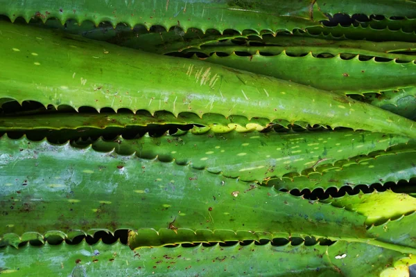 Aloe vera textura vegetal — Fotografia de Stock