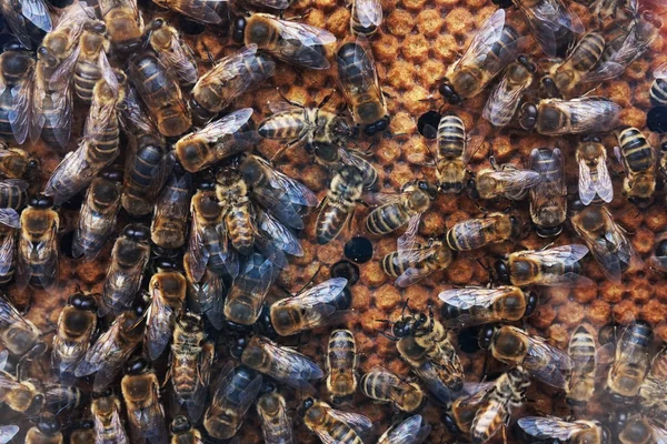 蜜蜂和蜂窝 — 图库照片
