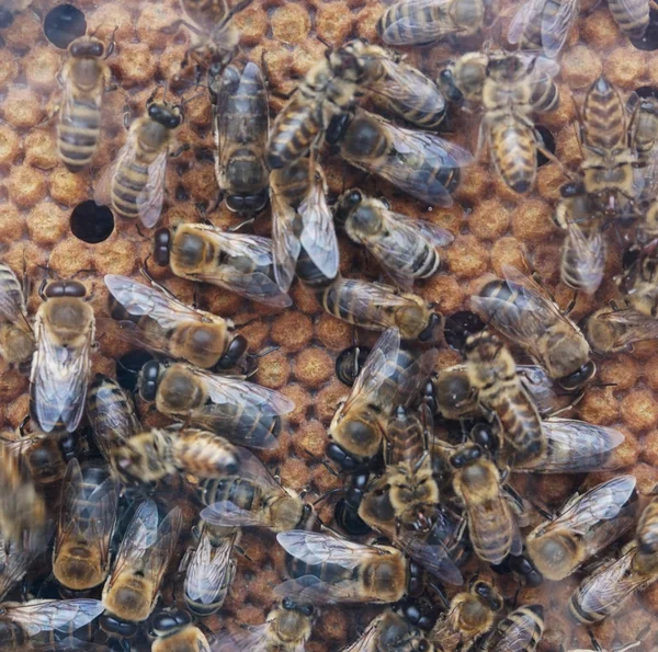 Arı ve bal peteği — Stok fotoğraf