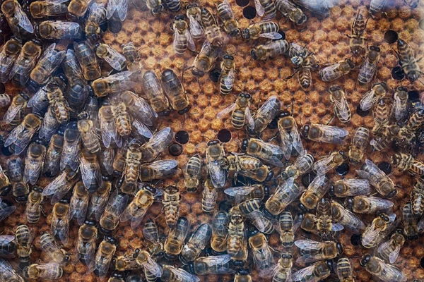 Abejas y panal — Foto de Stock