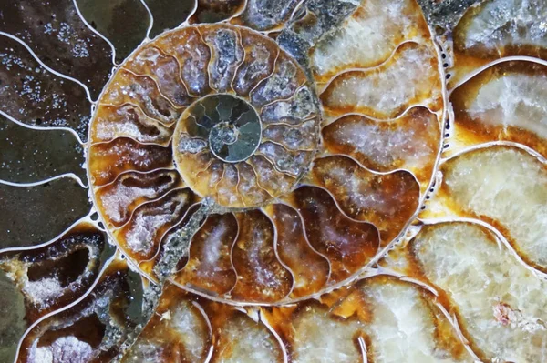 Ammonite fossil texture — Stock Photo, Image