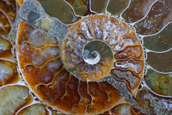 Texture fossile d'ammonite — Photo