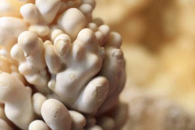 kalsit sarkıt mineral dokusu