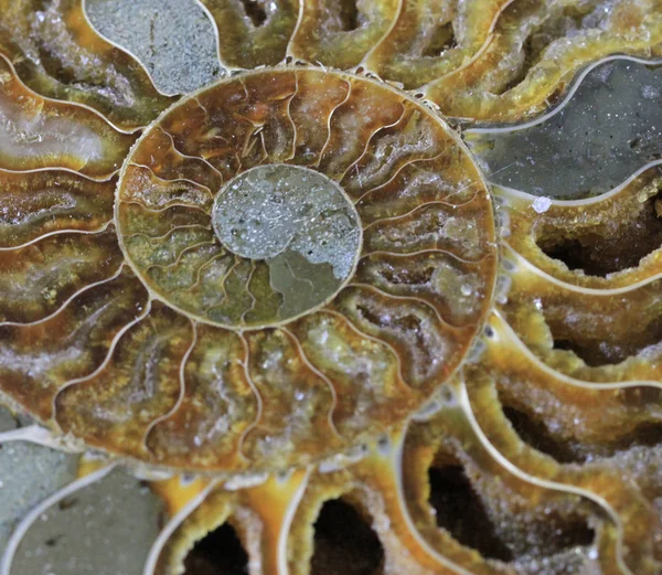 Textura fóssil de amonita — Fotografia de Stock