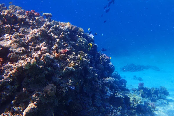 Recifes de coral no egito como fundo oceânico — Fotografia de Stock