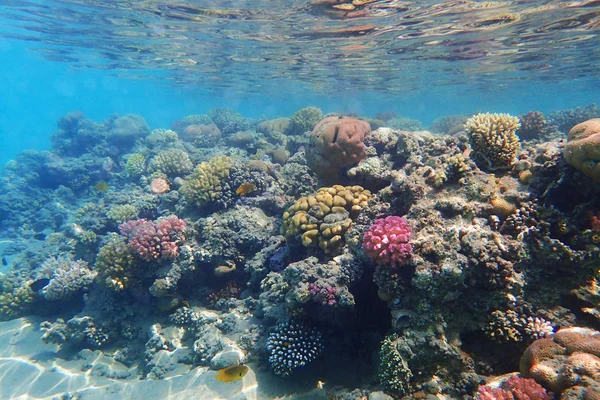 Coral reef in egypt as ocean background — Stock Photo, Image