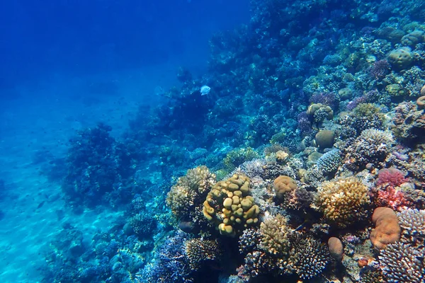Κοραλλιογενή ύφαλο στην Αίγυπτο ως ωκεάνιο φόντο — Φωτογραφία Αρχείου