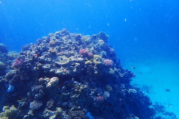 Arrecife de coral en Egipto como fondo oceánico —  Fotos de Stock