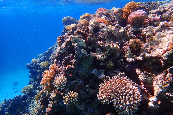 Coral reef in egypt as ocean background — Stock Photo, Image