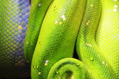 zümrüt ağacı boa (Corallus caninus) güzel yeşil yılan gibi