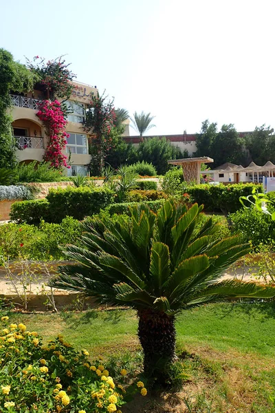 Jardín del hotel verde en Egipto — Foto de Stock