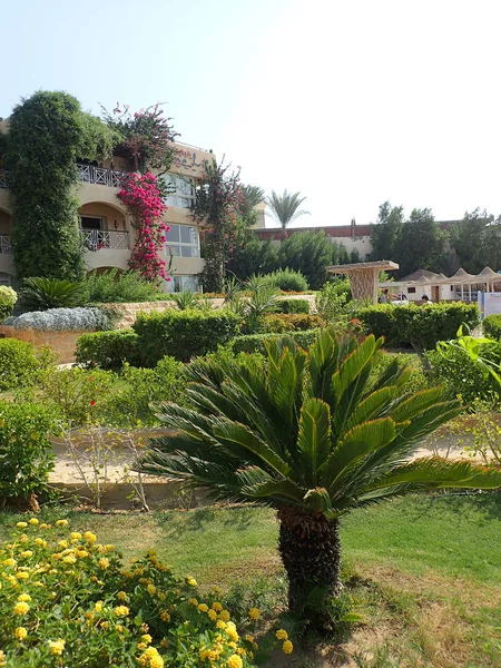 Jardín del hotel verde en Egipto —  Fotos de Stock