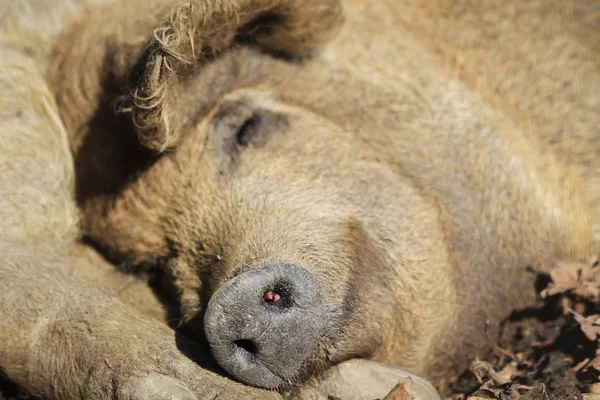 眠れる森の野生の豚 — ストック写真