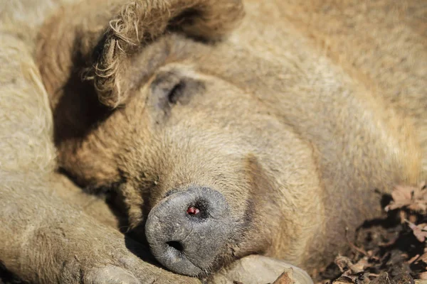 Slapende wild varken — Stockfoto