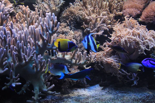 Acquario di corallo naturale sfondo — Foto Stock