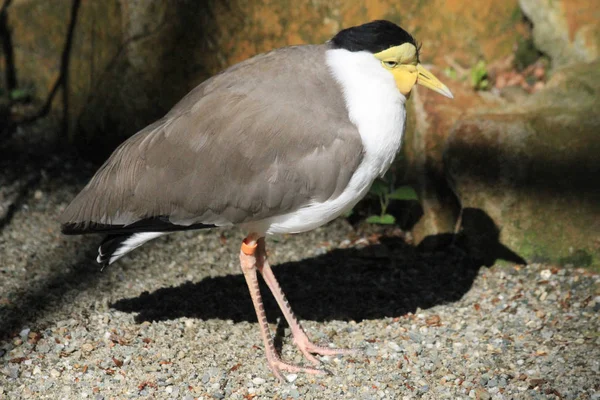 Vanellus miles bird — стоковое фото