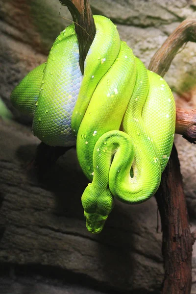 Emerald Tree Boa (Corallus caninus) som fin grön orm — Stockfoto