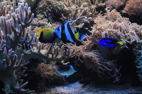 天然珊瑚水族馆背景 — 图库照片