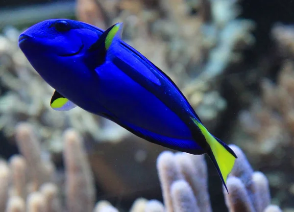 Paracanthurus Hepatus egzotik balık — Stok fotoğraf