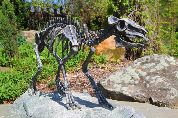 Esqueleto de cavalo Eohippus — Fotografia de Stock