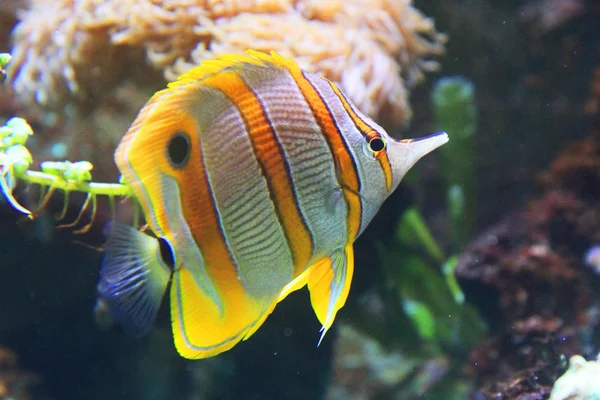 Copperband butterflyfish z Morza Czerwonego — Zdjęcie stockowe