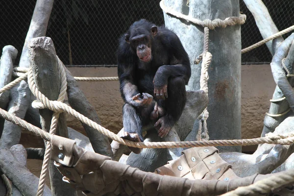 Rusten chimpansee portret — Stockfoto