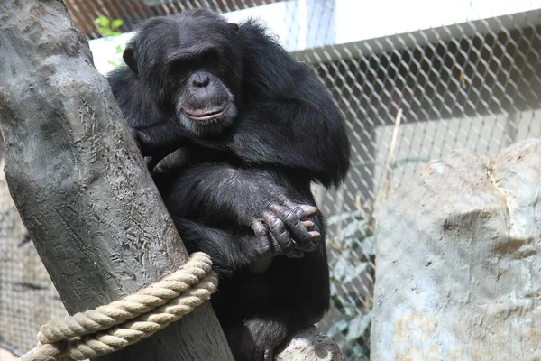 Pihenő csimpánz portré — Stock Fotó