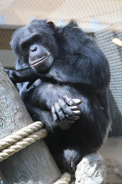 Rusten chimpansee portret — Stockfoto